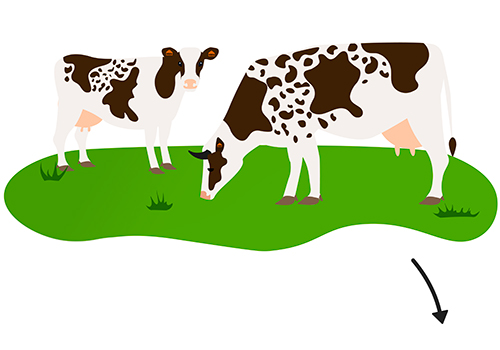 illustration vaches au pâturage