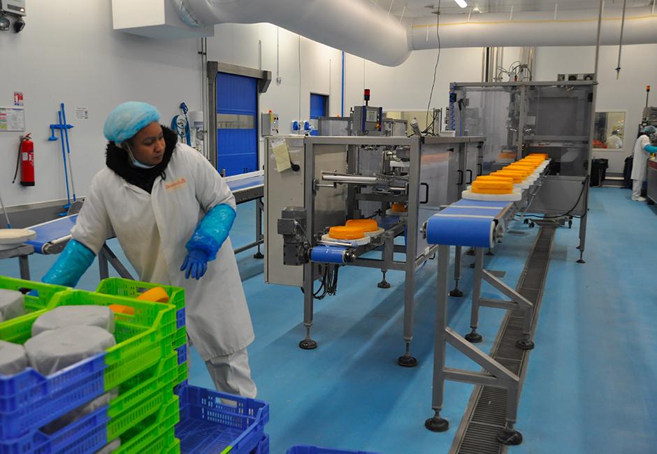 Préparation des meules de fromage pour la découpe