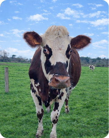 Vache normande
